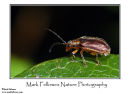 Unidentified beetle